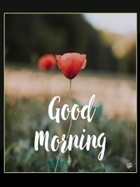 Good Morning Wishes